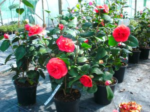 boeren Helaas solide Camellia Japonica – cobystuinplantenshop.nl